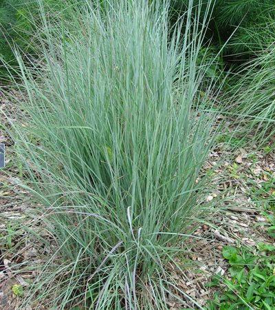 Little Bluestem